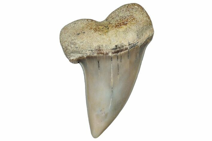 Fossil Shark Tooth (Carcharodon planus) - Bakersfield, CA #306797